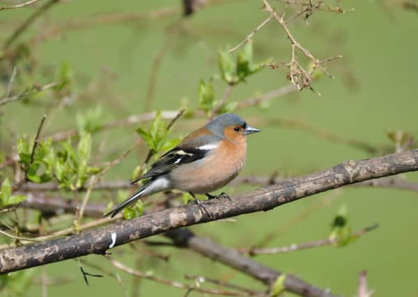 Chaffinch - the most commonly seen farmland bird in the Big Farmland Bird Count in Scotland 2017. Photo: GWCT