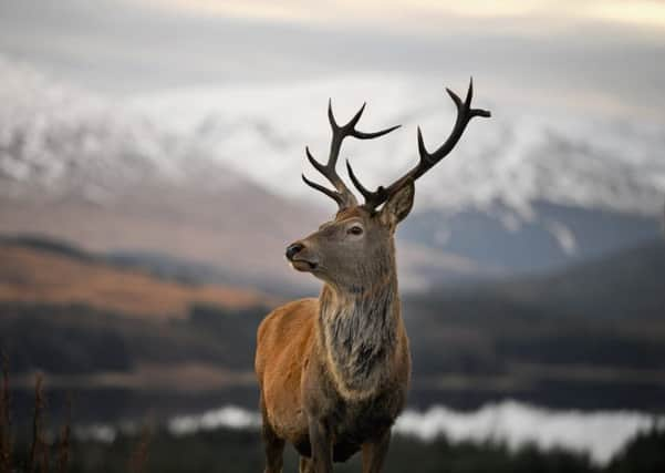 Winter in Glen Coe. Picture: Jeff J Mitchell/Getty Images