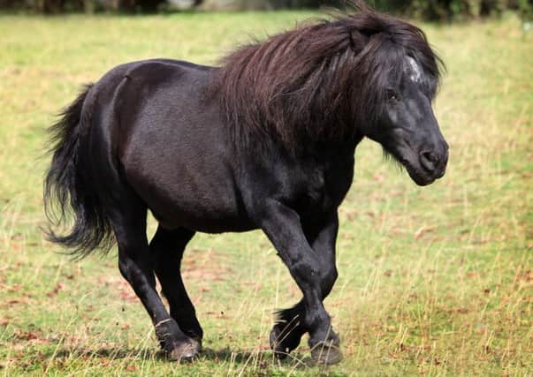 Lance Corporal Cruachan III has died, age 30. Picture: SWNS