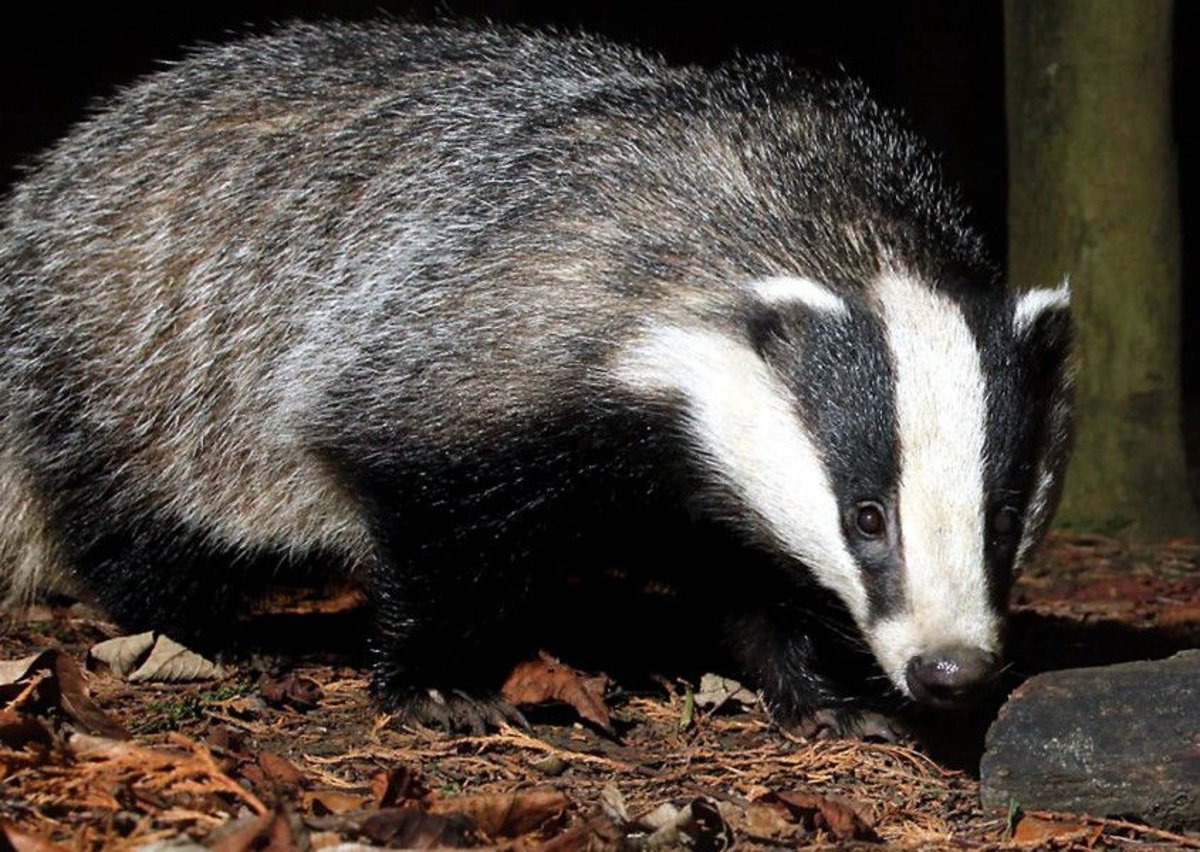 Scottish castle reopens after '˜very angry badger' leaves