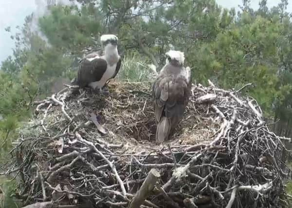 Resident osprey pair, known as LM12 and LF15, have reunited for a fourth season at the Scottish Wildlife Trusts Loch of the Lowes nature reserve in Perthshire.