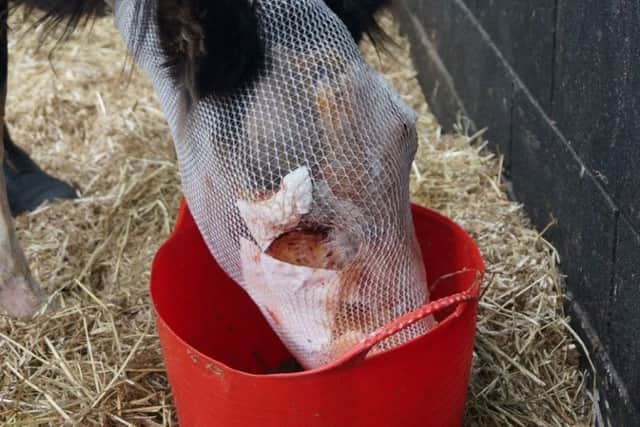 Vet David Rendle believes the injuries to its face were caused by someone throwing a chemical substance. Picture: Rainbow Equine Hospital