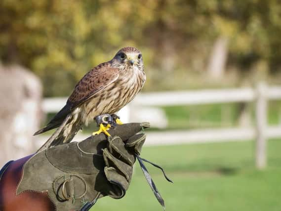 There are some interesting seasonal jobs available in Scotland this summer (Photo: Shutterstock)