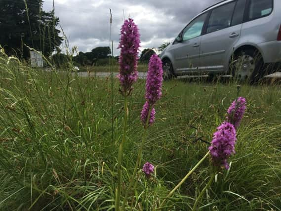 Described as nitrogen guzzlers, the marauding plants thrive in nitrogen-rich soils caused in part by pollution