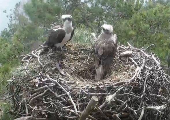 Perthshire nature reserve welcomes first osprey chick of 2018