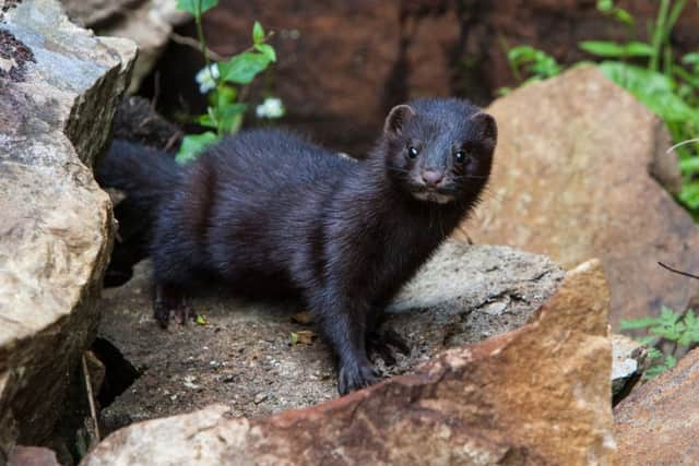 American mink.
Â©David Whitaker.