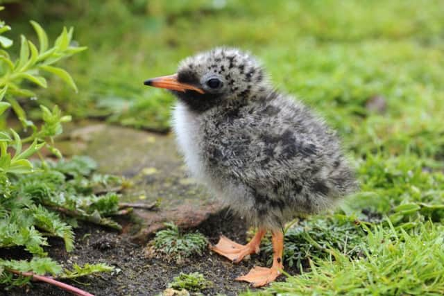 Young Arctic Tern, Isle of May NNR, Forth and Borders Area.
Â©Lorne Gill/SNH