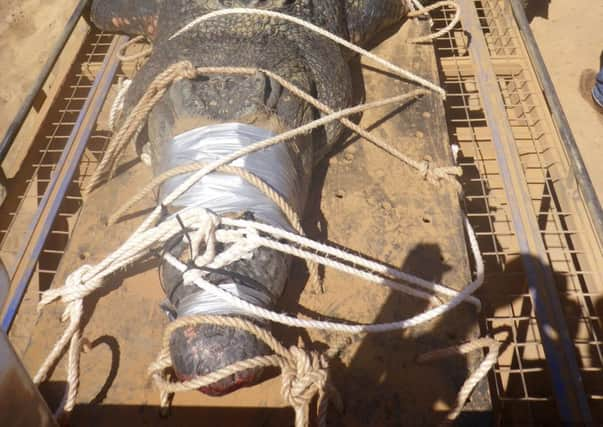 A large crocodile is bound on a trailer after it was captured near Katherine, Australia. (NT Department of Tourism and Culture via AP)