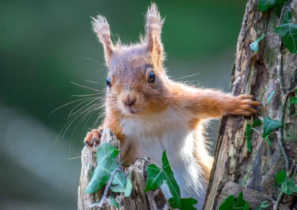 The bridge for threatened red squirrels has proved popular since being suspended over the A896 in Wester Ross, along with warning signs.