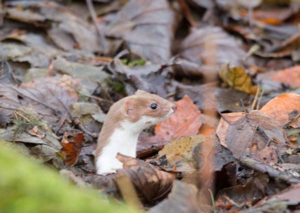 A whutterick, perhaps on its way to a whutterick-fuffing