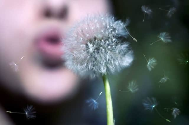 Dandelions spread easily.