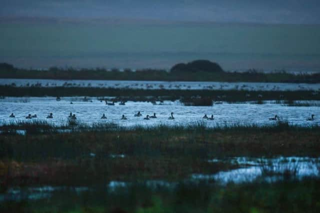 Geese at dawn, RSPB Loch Gruinart, Islay.
Picture: John Devlin/JPIMedia