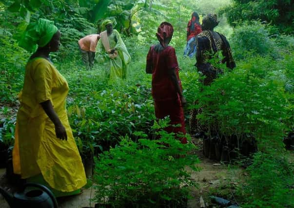 During a three-year programme in Podor, northern Senegal, women were  empowered to lead 1,866 farmers in adapting to regenerative agriculture, transforming over 21 hectares of barren land