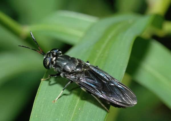 A new report suggests Scotland could become a leading producer of farmed insects - it shows how black soldier fly larvae could be reared on waste food and then used to make fodder for farmed salmon