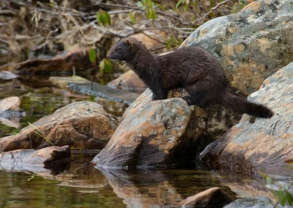 American mink were introduced to Scotland for the fur trade but have become established in the wild - decimating local wildlife