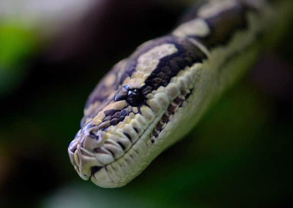 Stock image.  A non venemous python hitched a ride from Australia inside a woman's shoe. Picture: Max Pixel