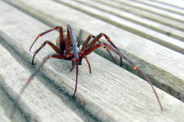 Black widow spider relatives are spreading across Scotland