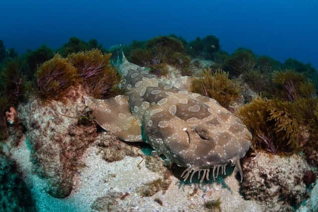 A wobbegong shark.