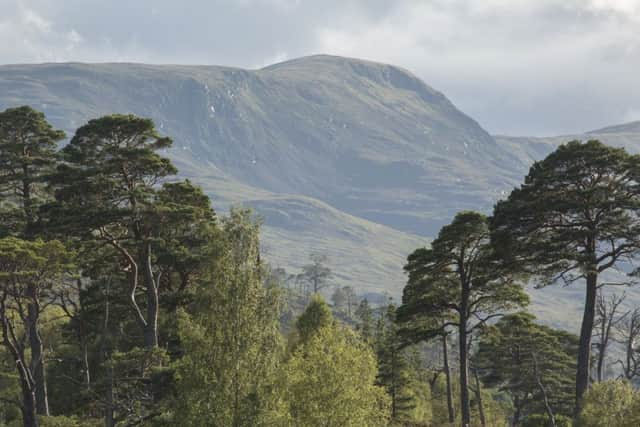 Disease Threat To Scotland’s Ancient Pine Forests Due To Climate Change 