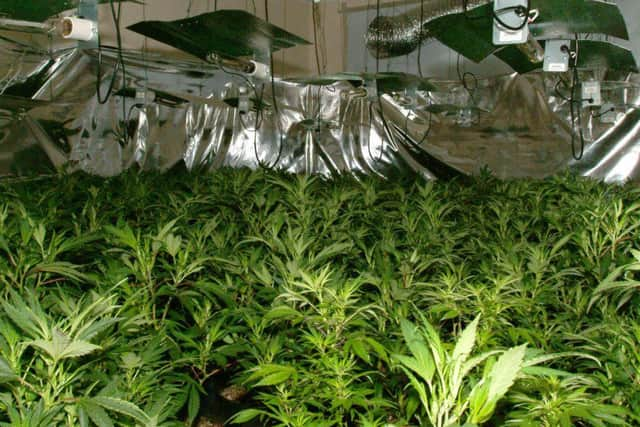 Cannabis plants