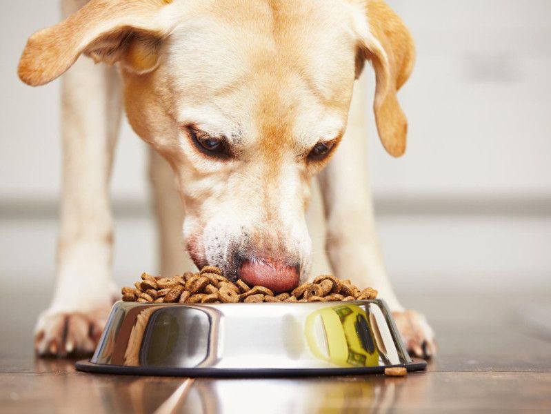 Popular dog food sold at Pets At Home recalled due to vomiting and