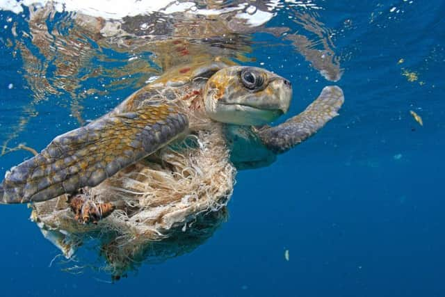 Estimates suggest up to 12 million tonnes of plastic ends up in the environment around the world each year.  Picture: Seatops/REX/Shutterstock