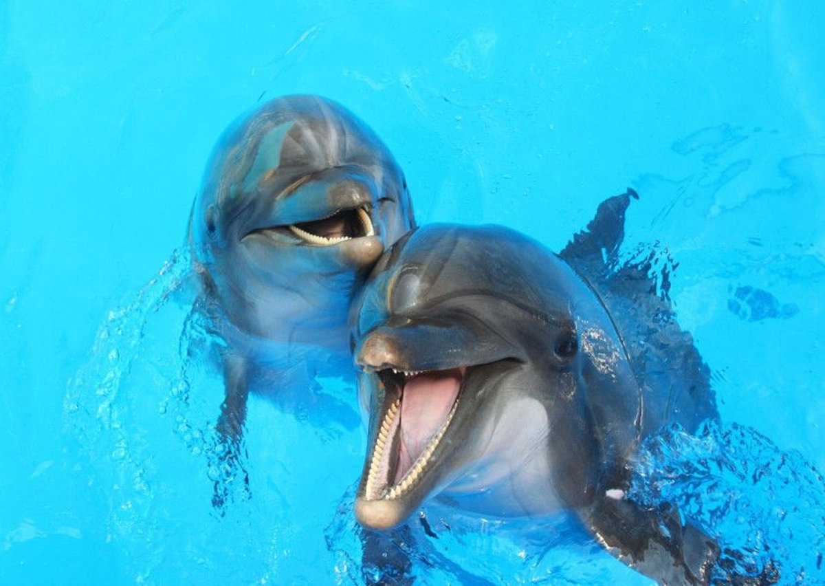 Dolphins have sex for the fun of it, say scientists