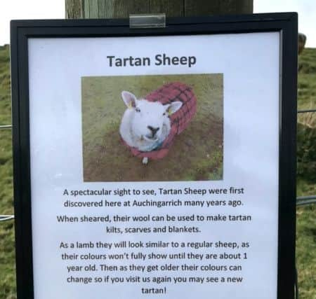 Bright red tartan sheep loving their new coats at Auchingarrich Wildlife Centre, Perthshire. Picture: SWNS