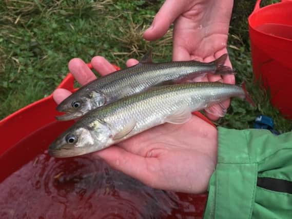 Shoaling sparling could once be caught bare-handed on the Cree.