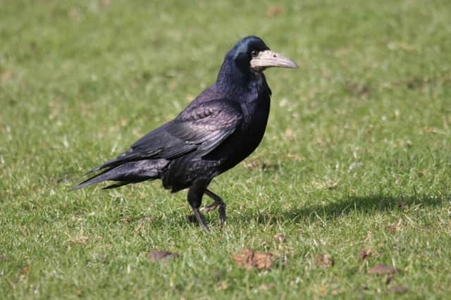 'Mixed fortunes' for birds.