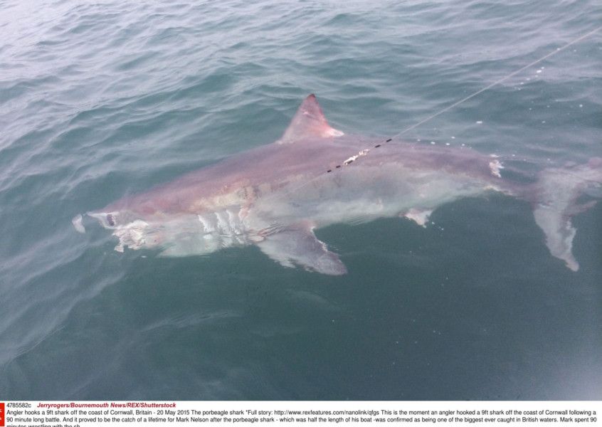 Video Rare shark a relation of Jaws found in Scottish waters