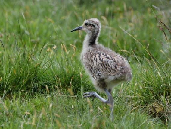 A controversial cull of ravens has been proposed in a bid to protect fragile populations of ground-nesting wading birds such as curlews, which have declined by more than 60 per cent in Scotland