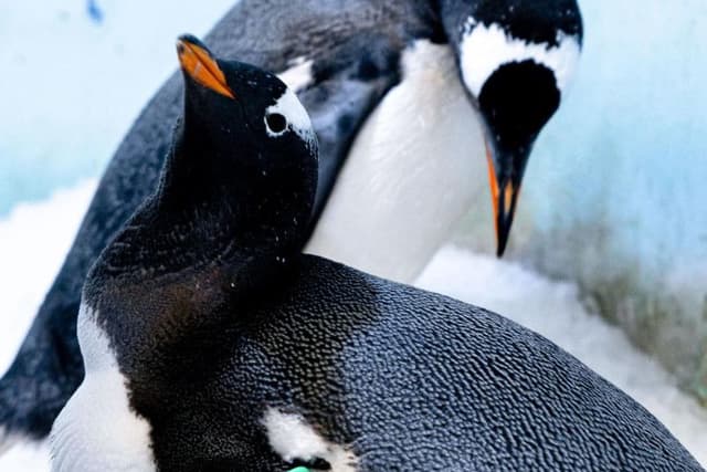 Same-sex penguin couple welcome adopted chick