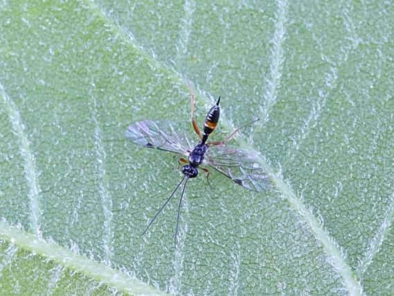 The wasps can implant their eggs in host bodies. Picture: Getty