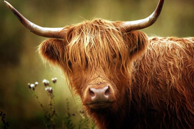 Couple lose legal case over claim their Highland cow was impregnated by ...