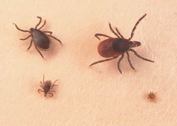 An adult male, nymph and larva tick. Picture: Getty Images