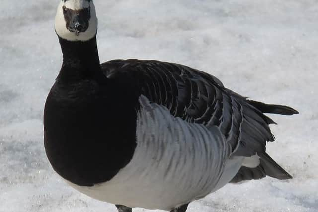 Thousands of barnacle geese spend winter in Scotland each year, particularly around the Solway Firth