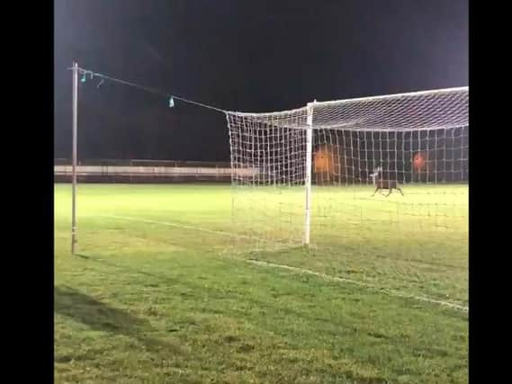 Not your usual pitch invaders.