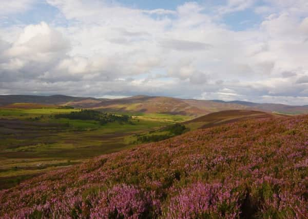 Heather in bloom, Gairnshiel. Photo: Adam Smith