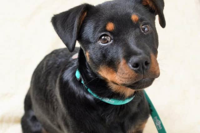 Owner Jo Higgs, from Bournemouth, Dorset, returned home to find Zeena had eaten all of the biscuits, leaving only a chewed up empty packet.