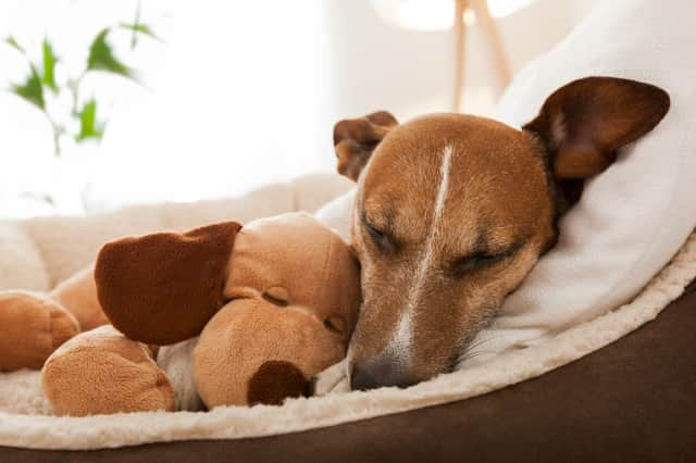 It’s not uncommon for pets to be protective of their owners, but at times they can become jealous of others (Photo: Shutterstock)