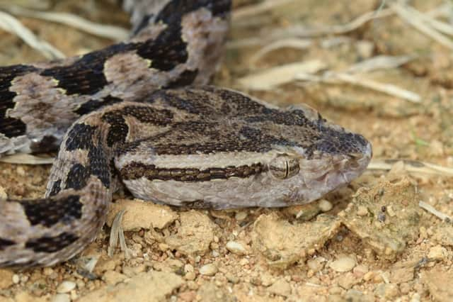 A Taiwan habu snake, which scientists used to collect venom for research into the theory that venom glands evolved from early salivary glands (Photo: OIST/Steven Aird/PA Media)