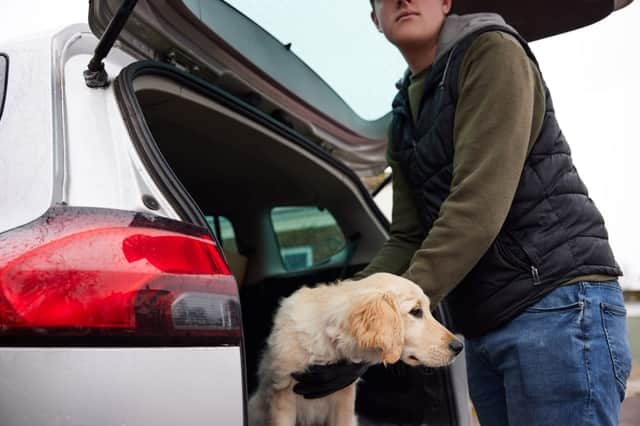 More 80 stolen dogs found by police will now be returned home (Photo: Shutterstock)