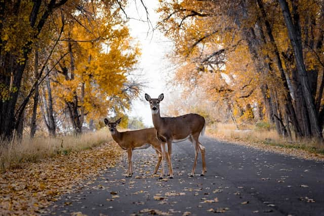 You must report hitting certain types of animal with your car but not others (Photo: Shutterstock)